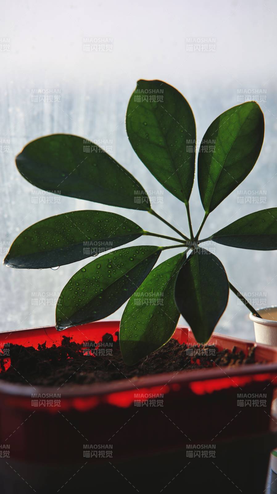 窗邊綠植 雨后清新