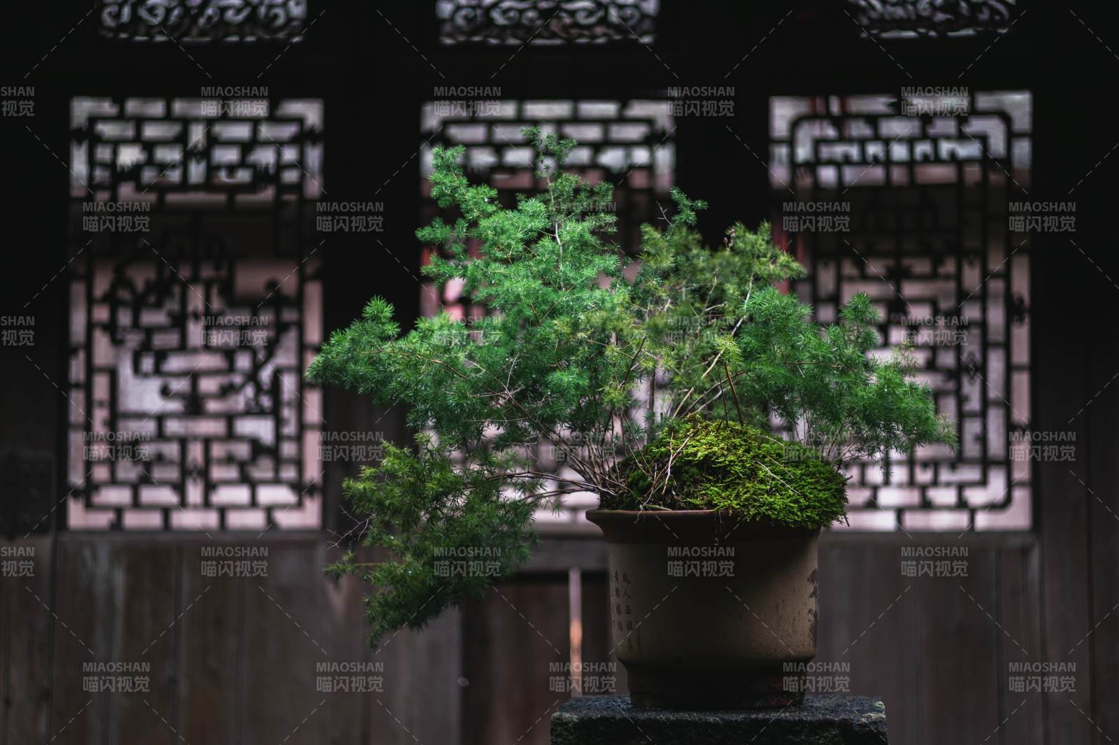 古風庭院中的盆景藝術