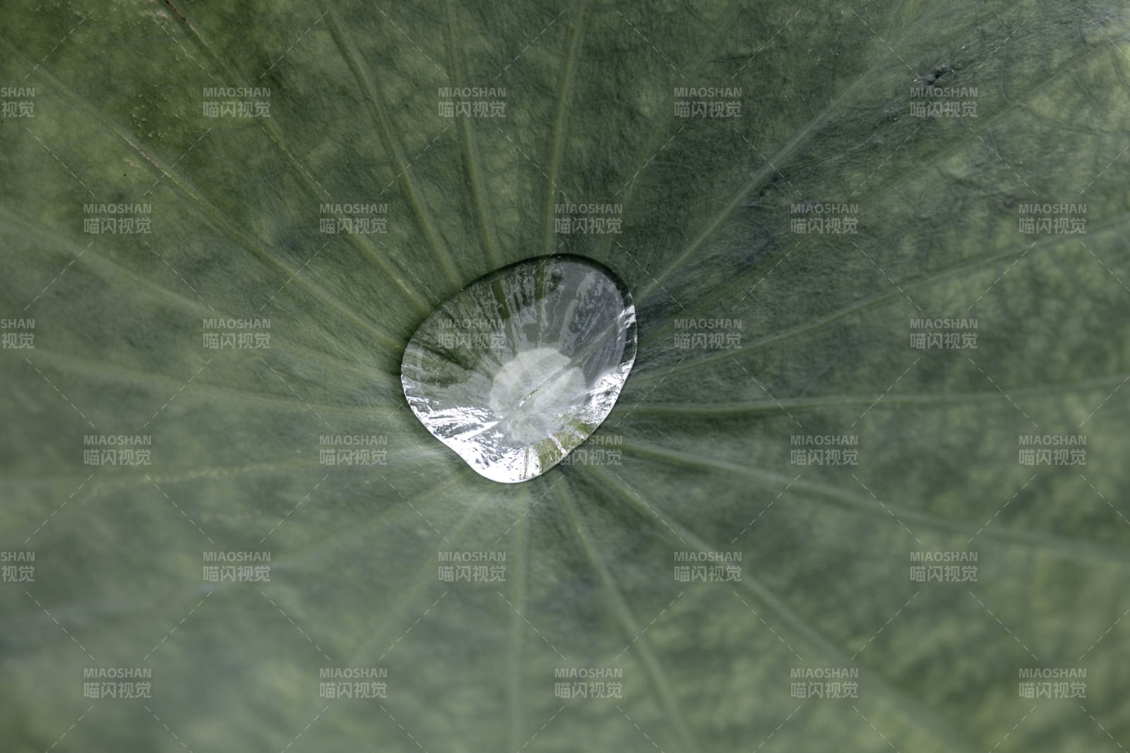 荷叶上的水滴特写