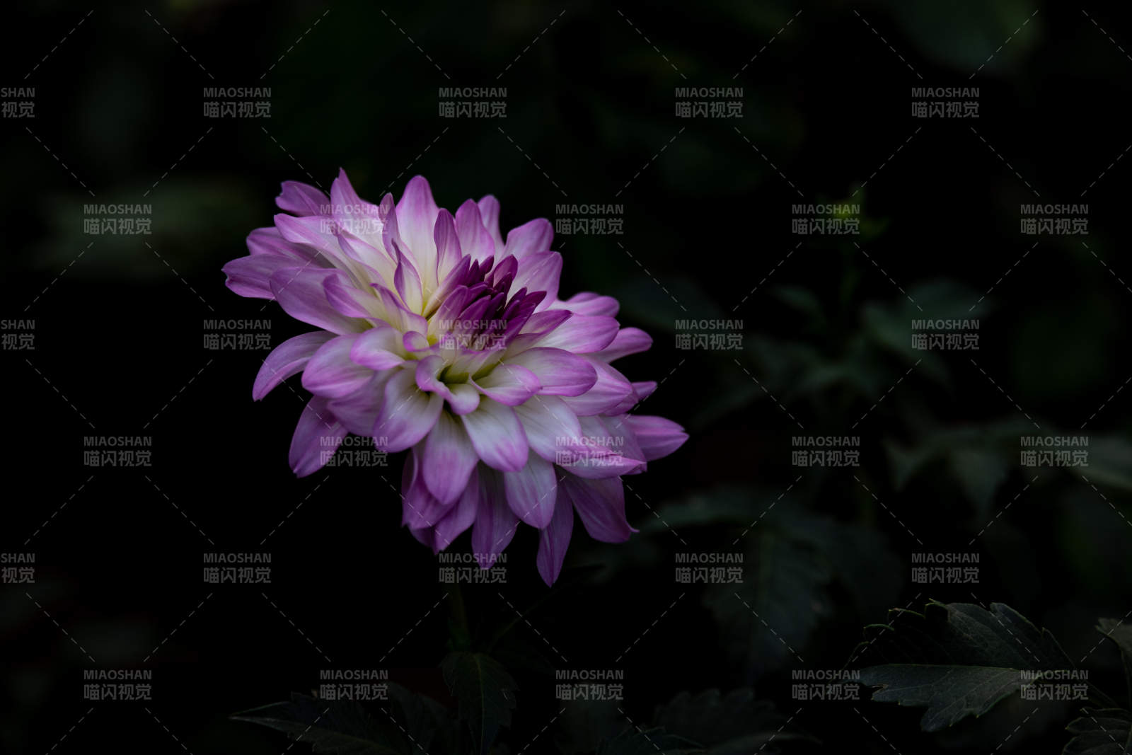 夜色中的紫色花朵