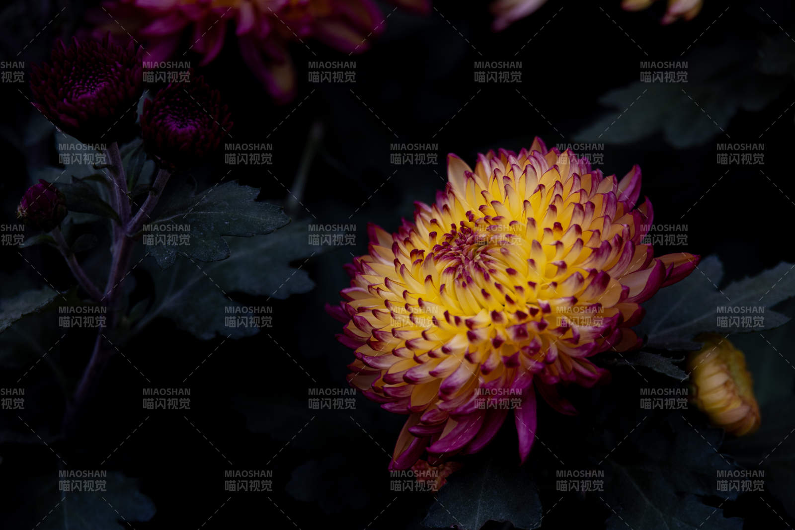 夜色中的菊花綻放