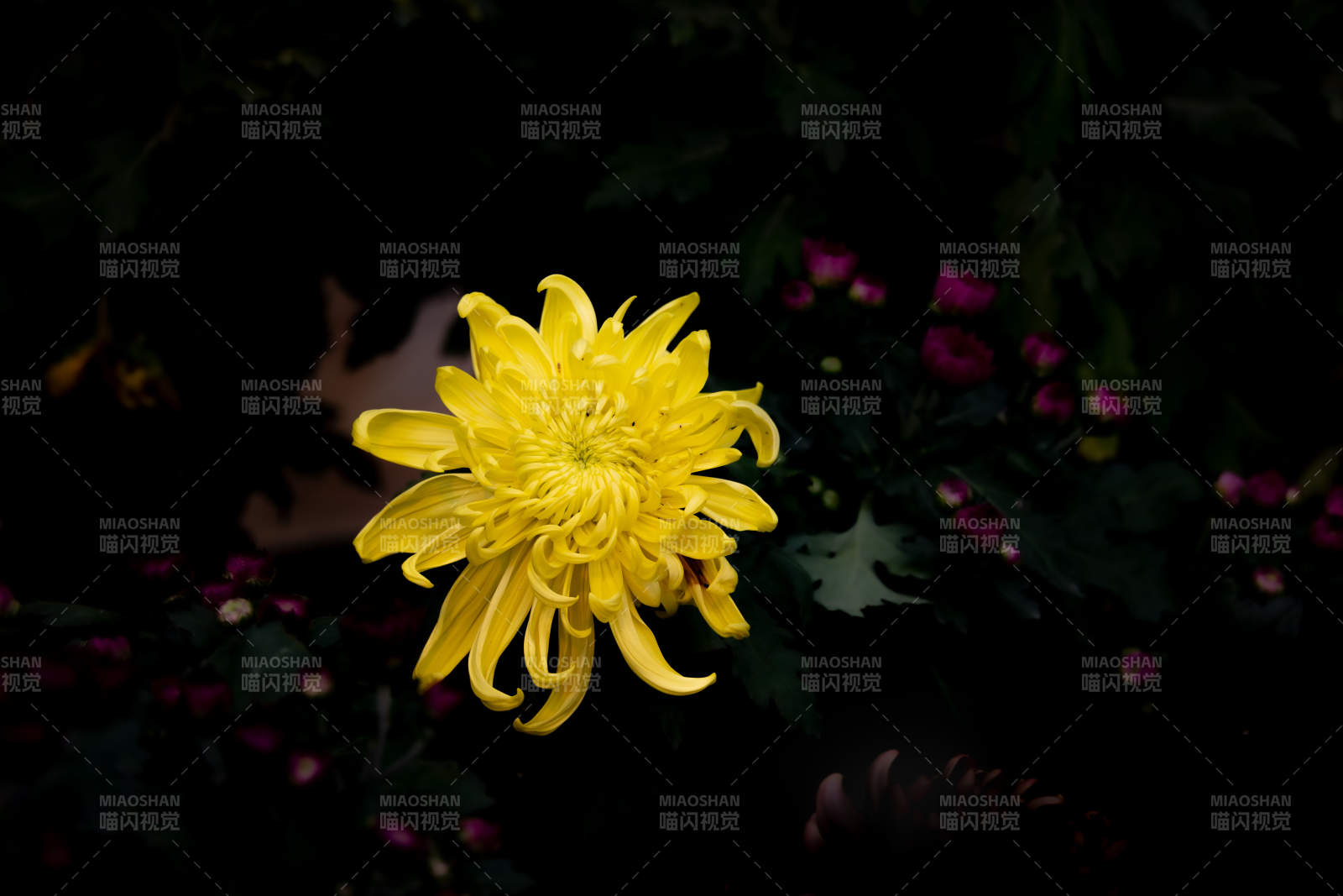 夜色中的黃色菊花
