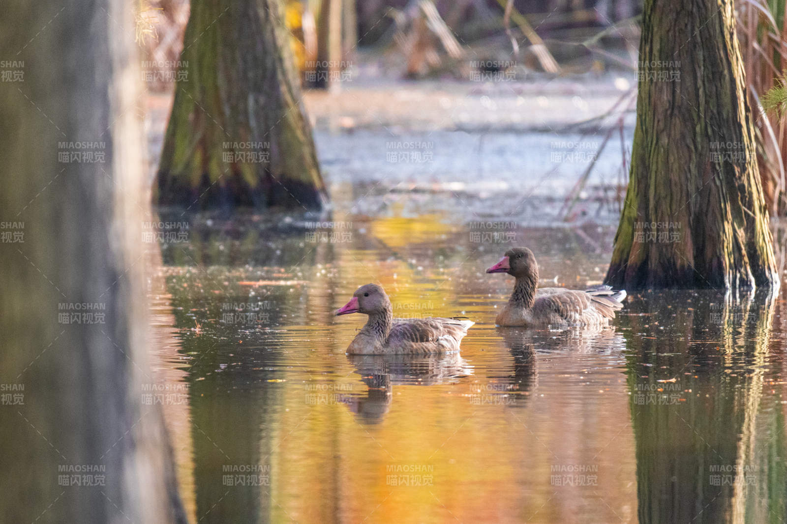 秋日湖中雙鴨游