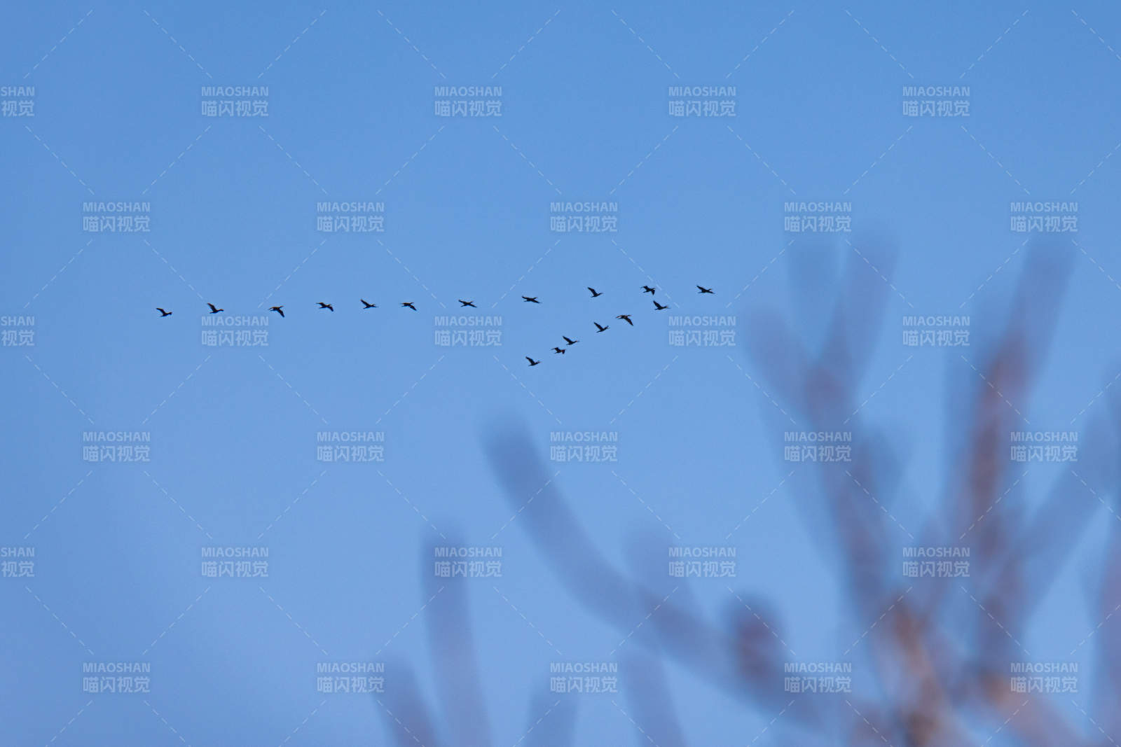 雁群飛翔 枝影朦朧