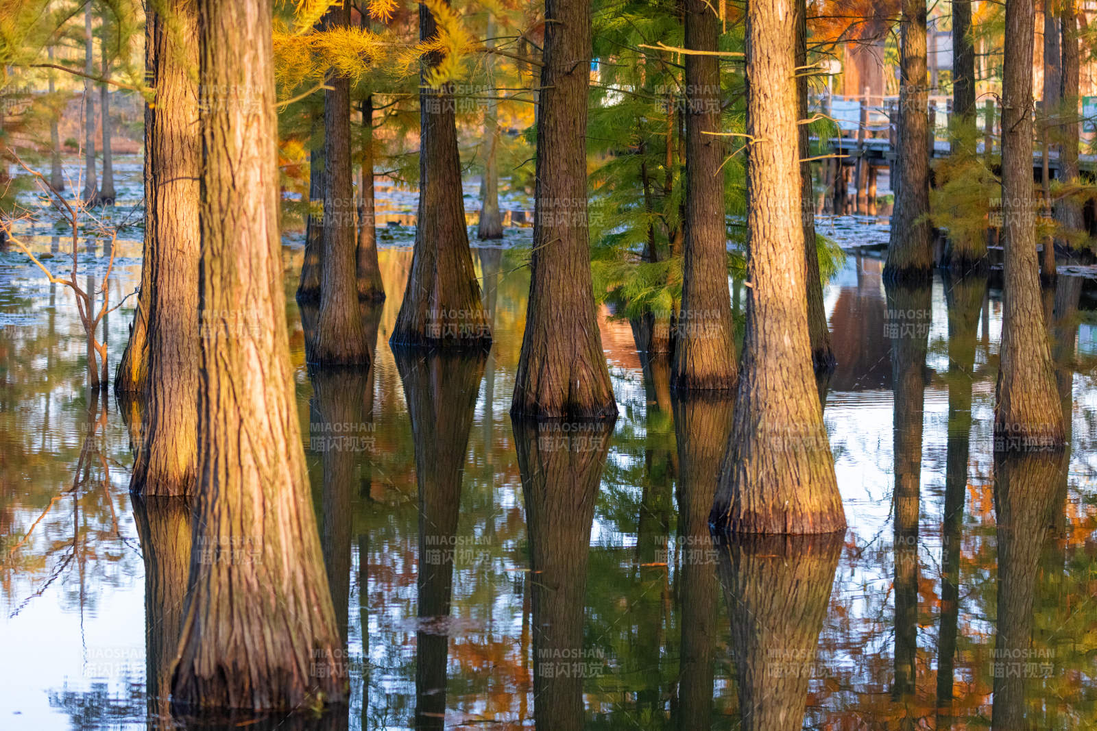 秋日水杉林倒影美景