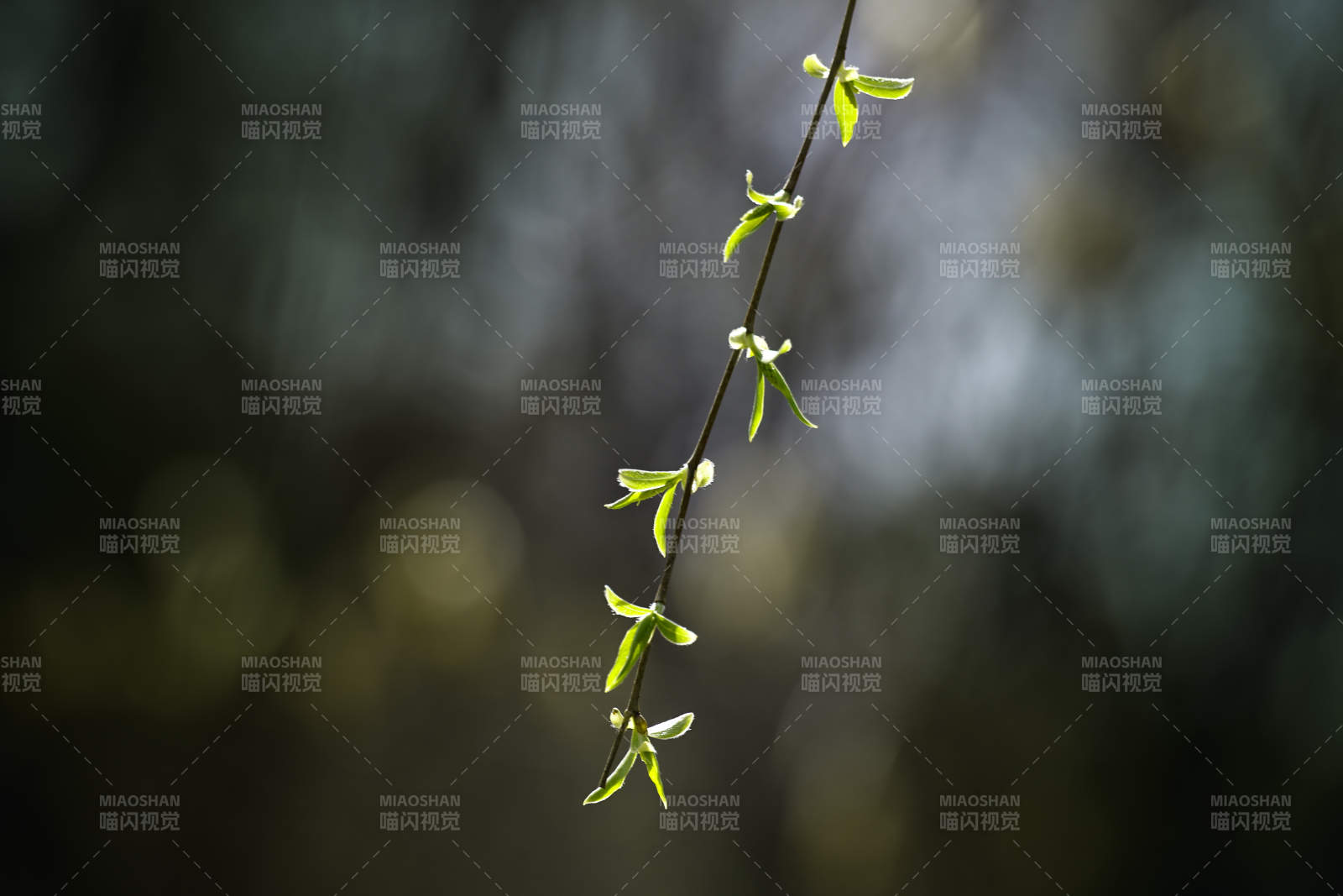 嫩芽初綻 春意盎然