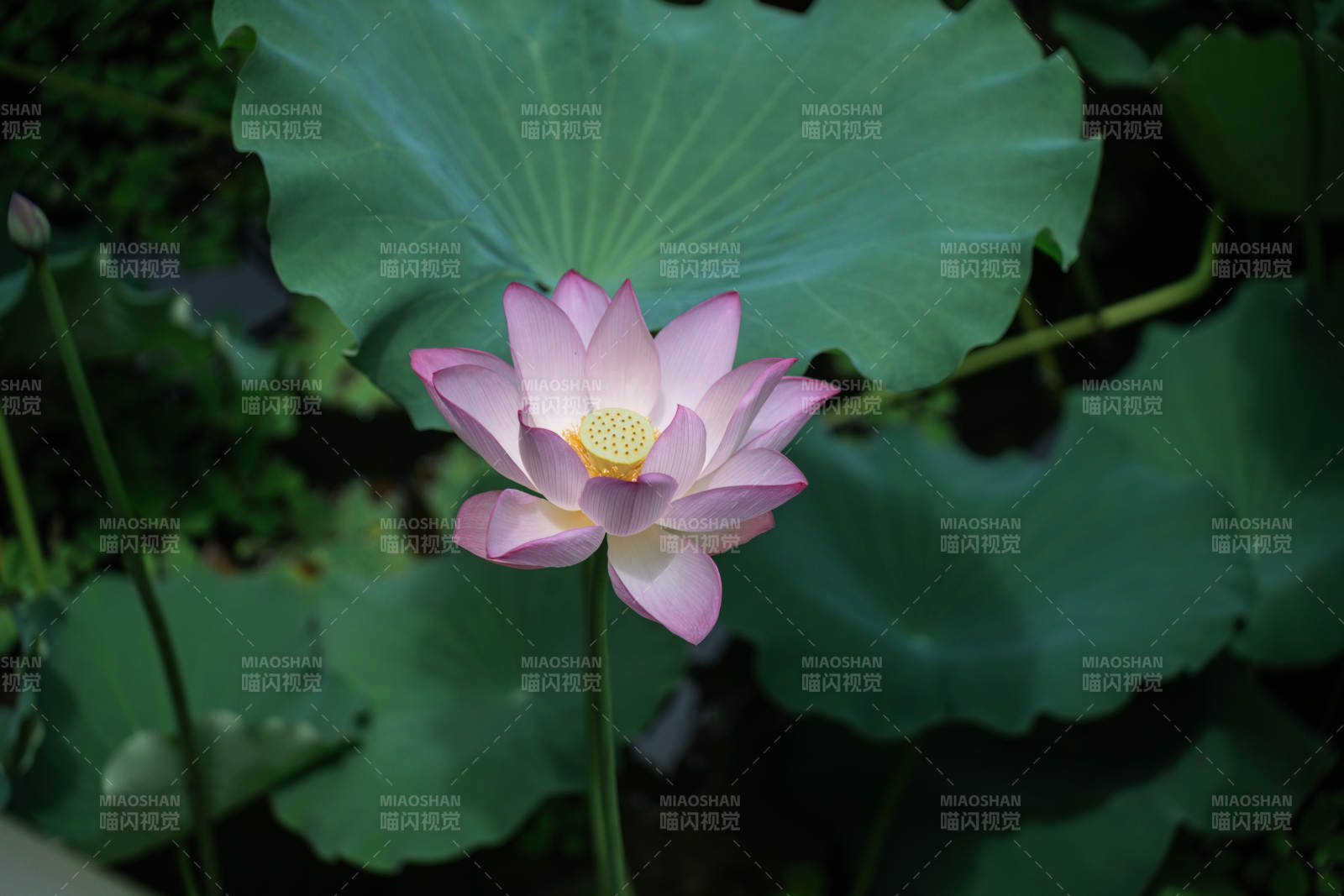 池塘中的粉色蓮花