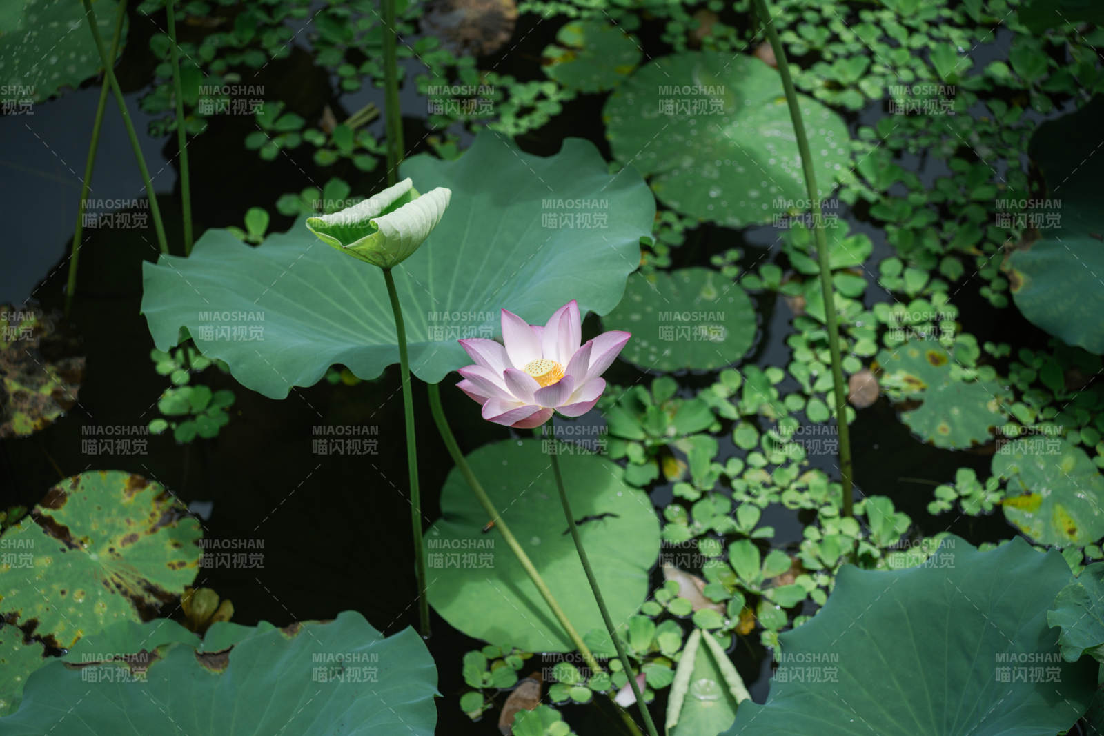 池塘中的蓮花盛開