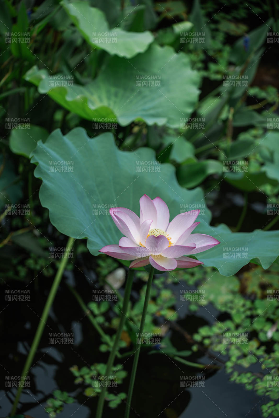 池塘中的蓮花盛開