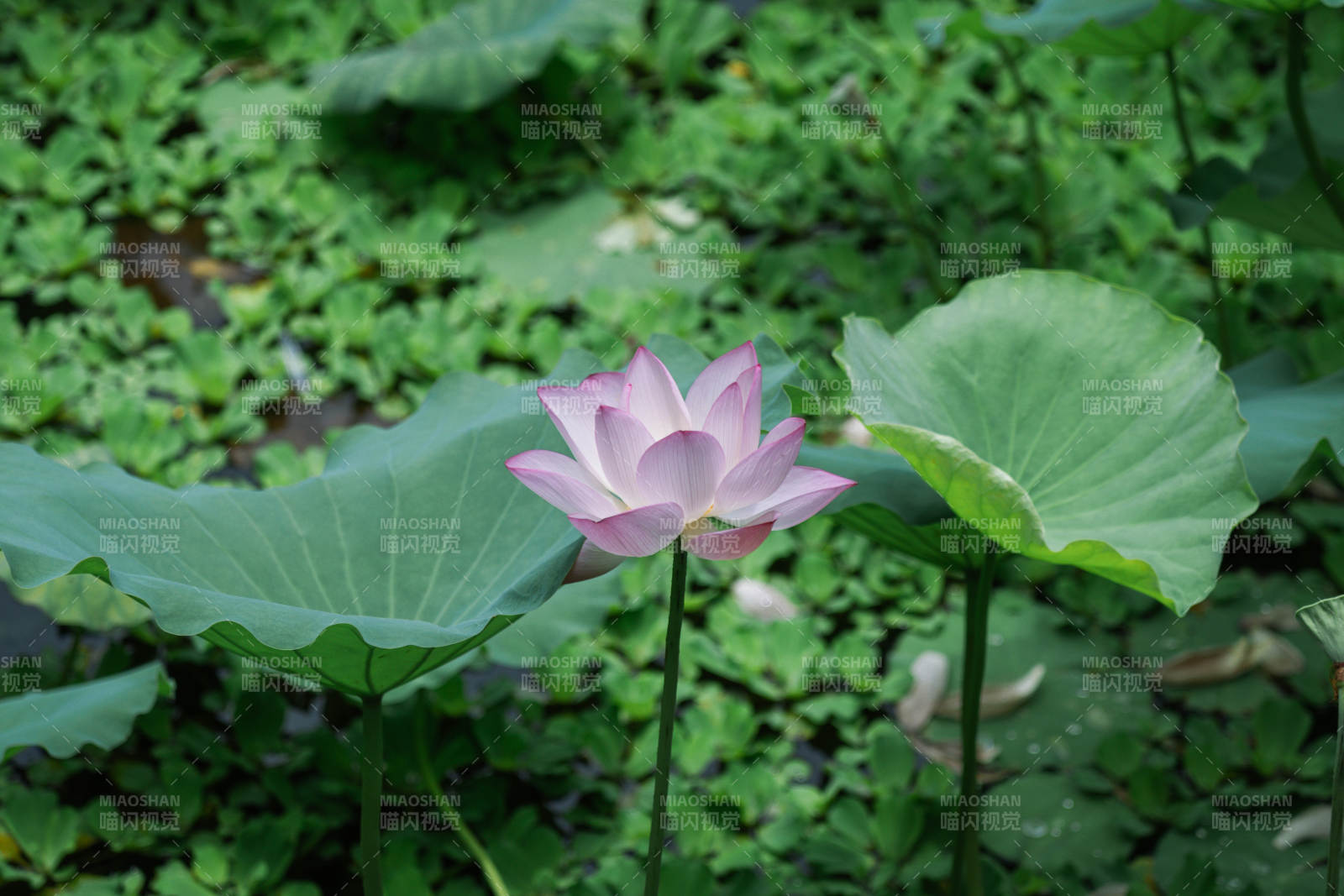 池塘中的粉色蓮花