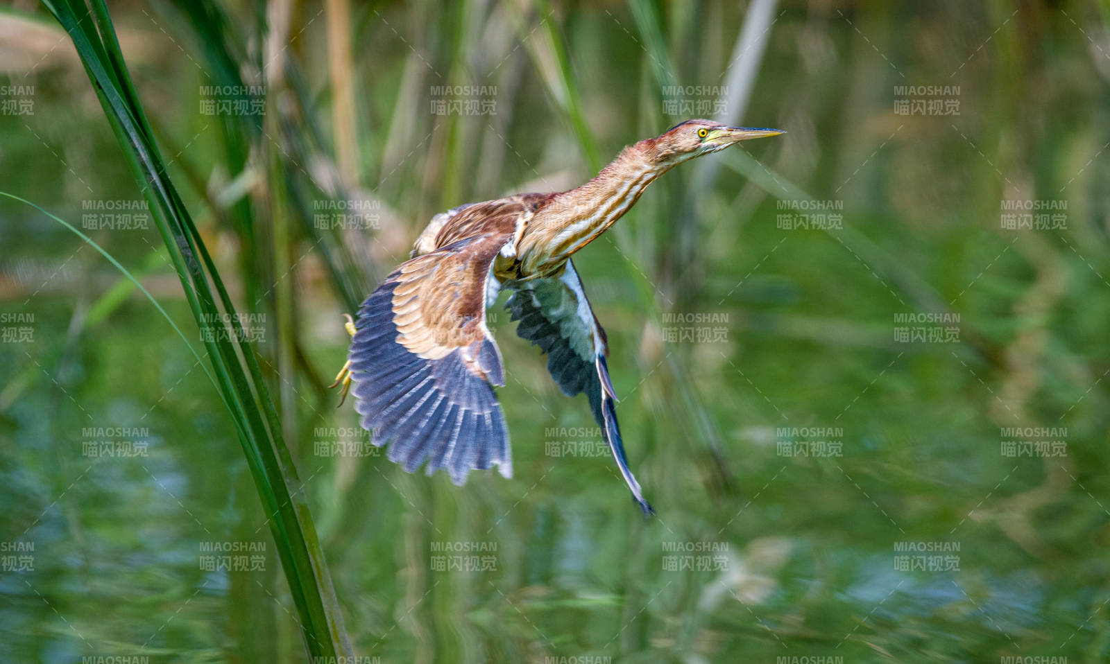 葦鳽展翅飛過水面