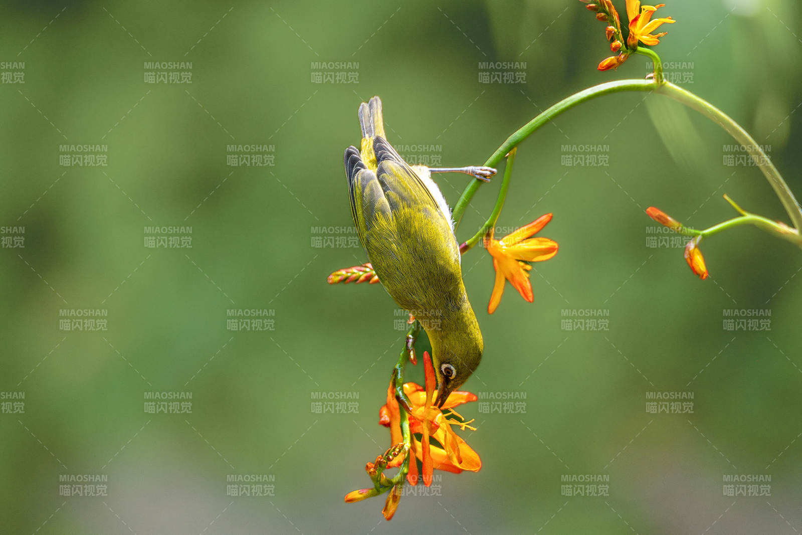 繡眼鳥倒掛采花蜜