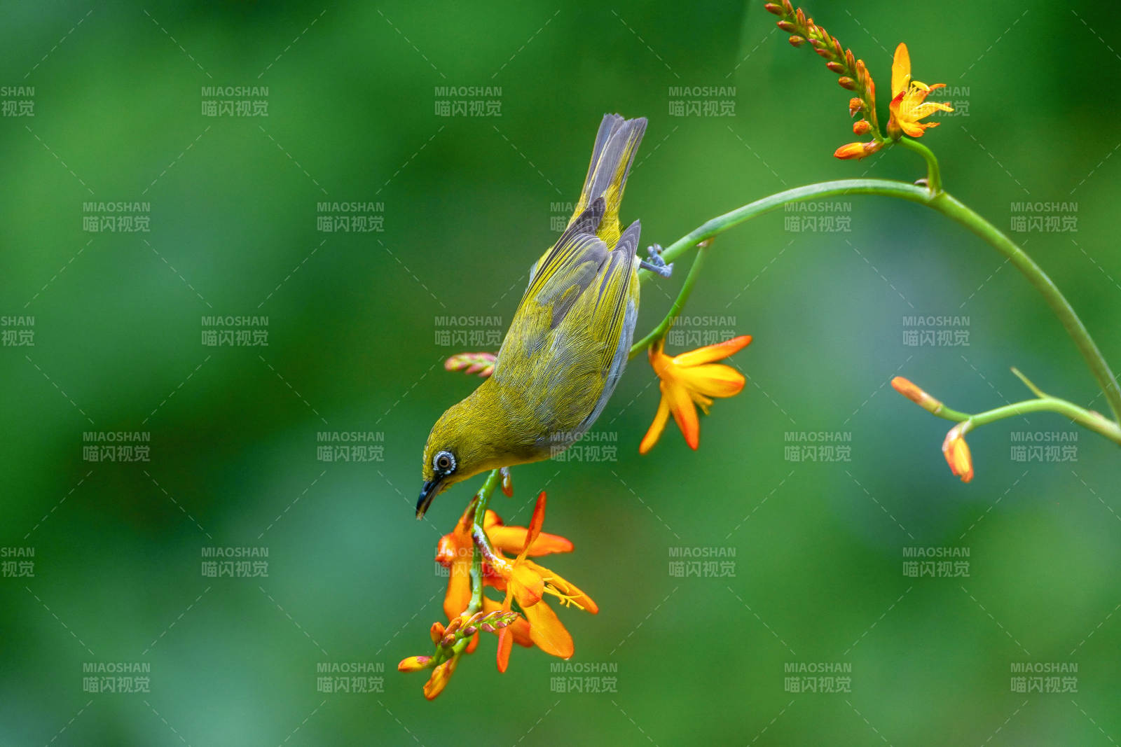 繡眼鳥采花蜜 生機盎然
