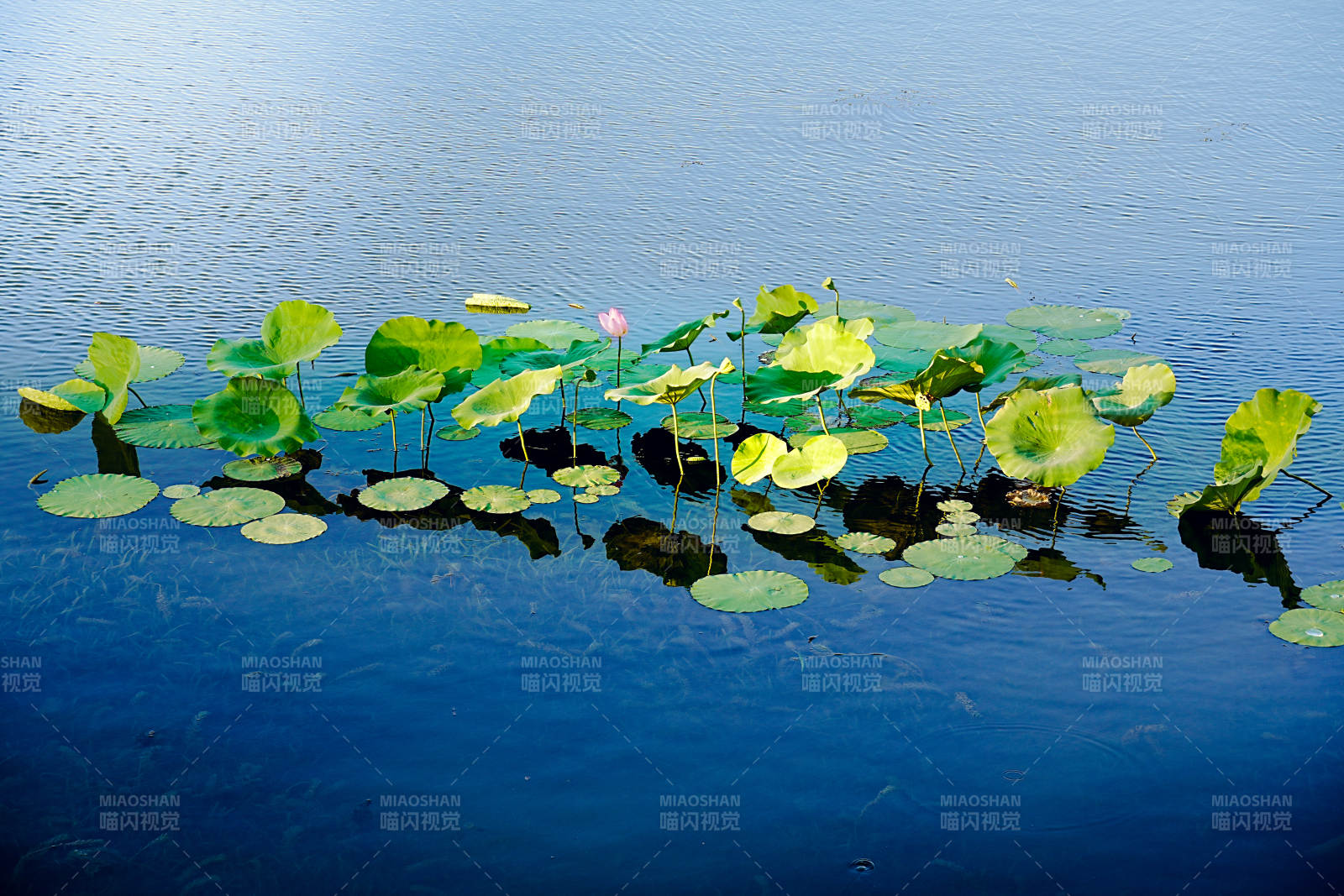 荷葉浮水面 靜謐湖光景