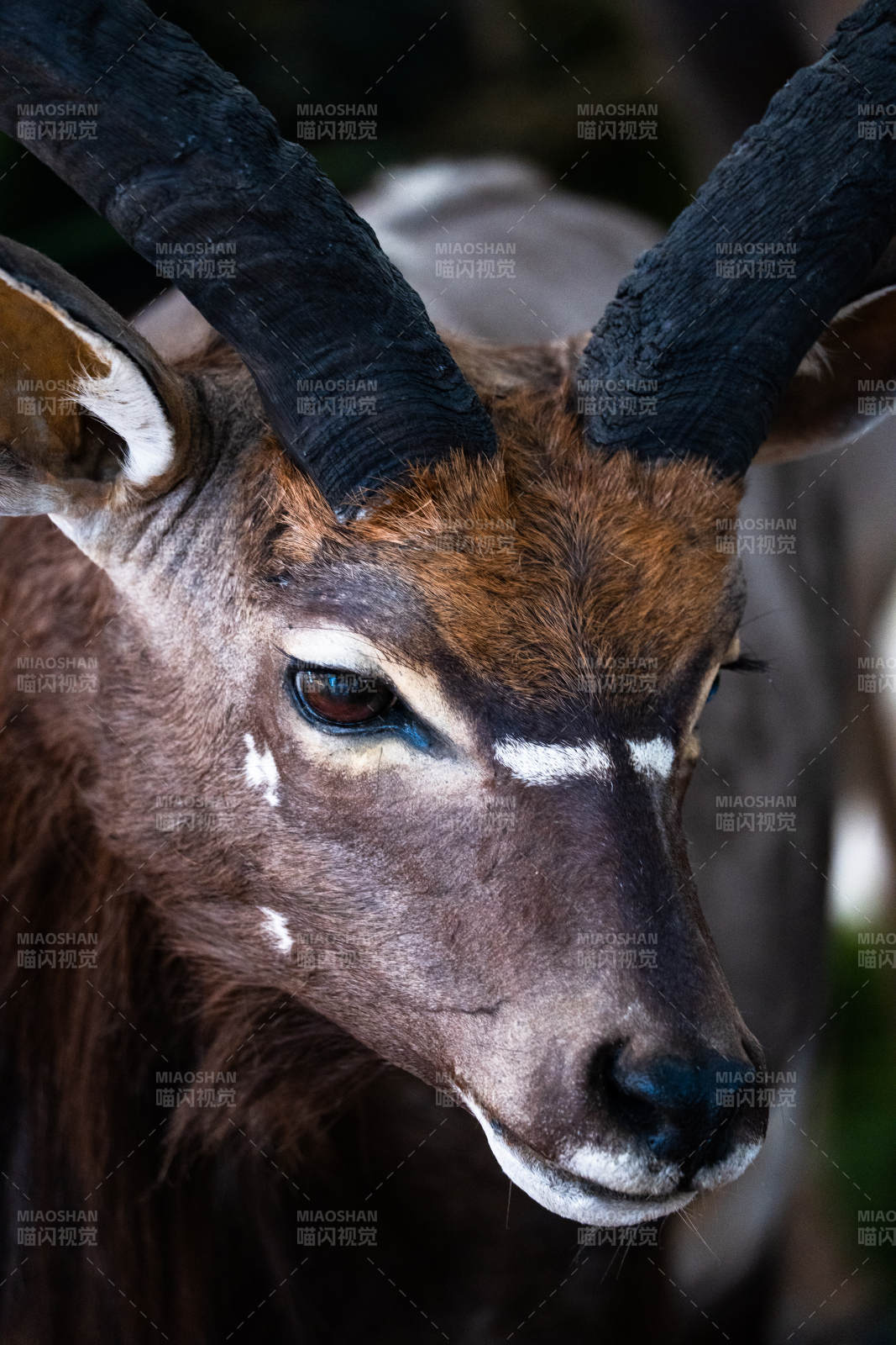羚羊的威嚴(yán)特寫