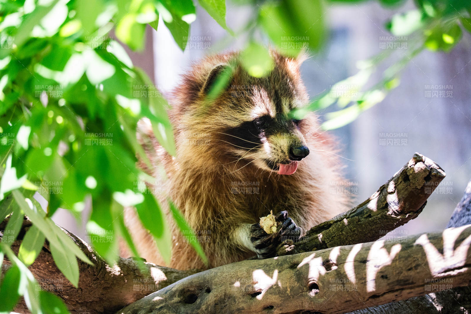 樹上的小浣熊在吃東西