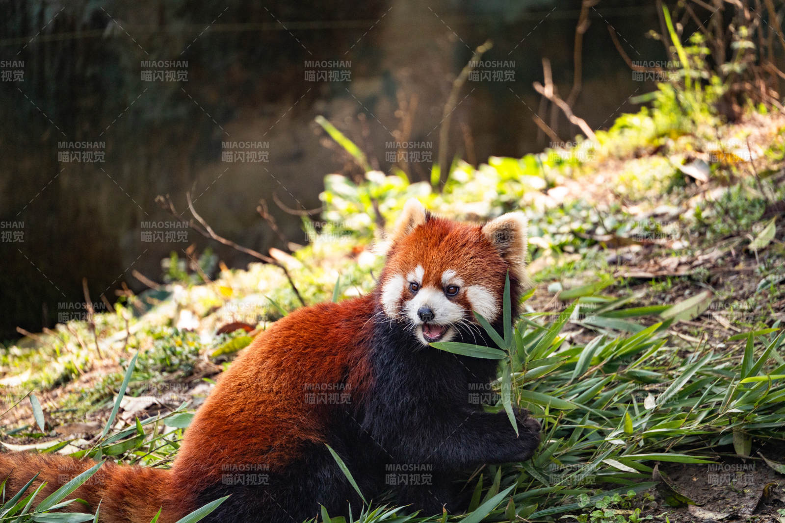 小熊貓悠閑吃竹葉