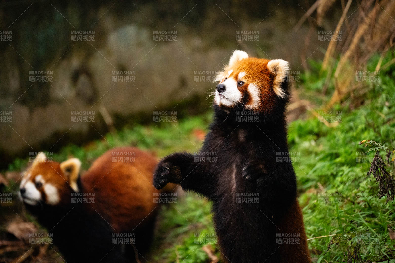 小熊貓的可愛瞬間