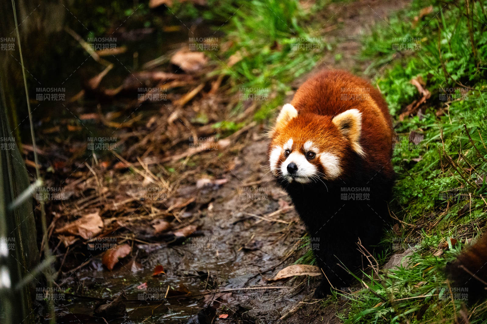 小熊貓在林間漫步