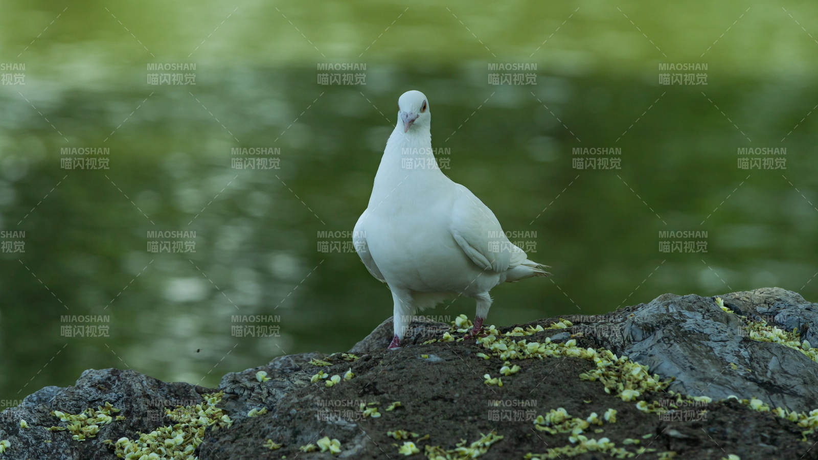 湖畔白鴿靜棲石上