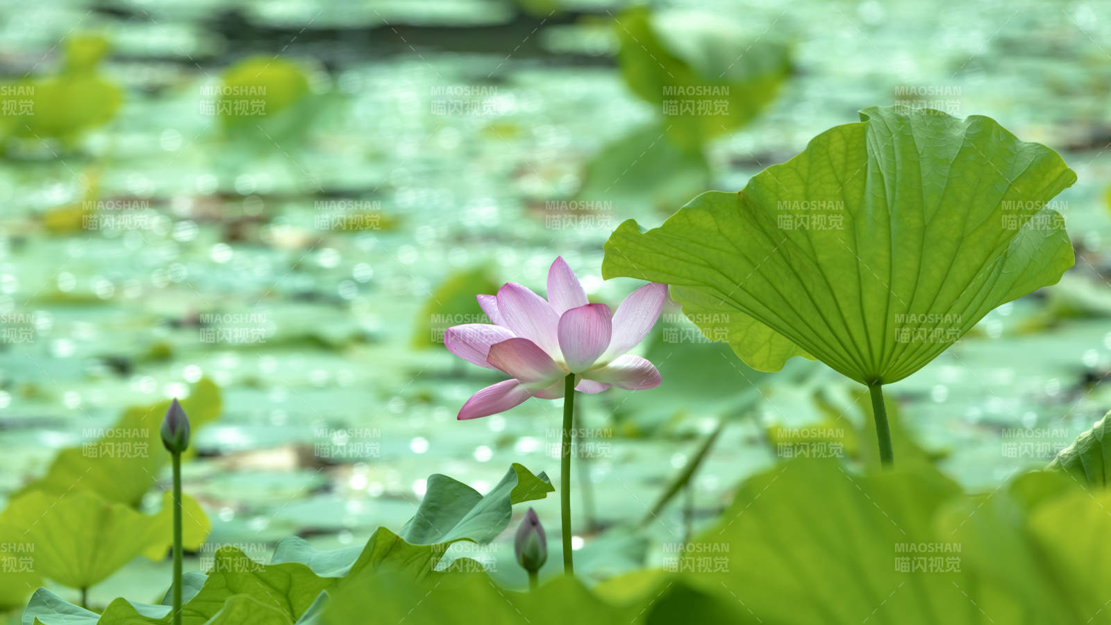 池塘中的蓮花與荷葉