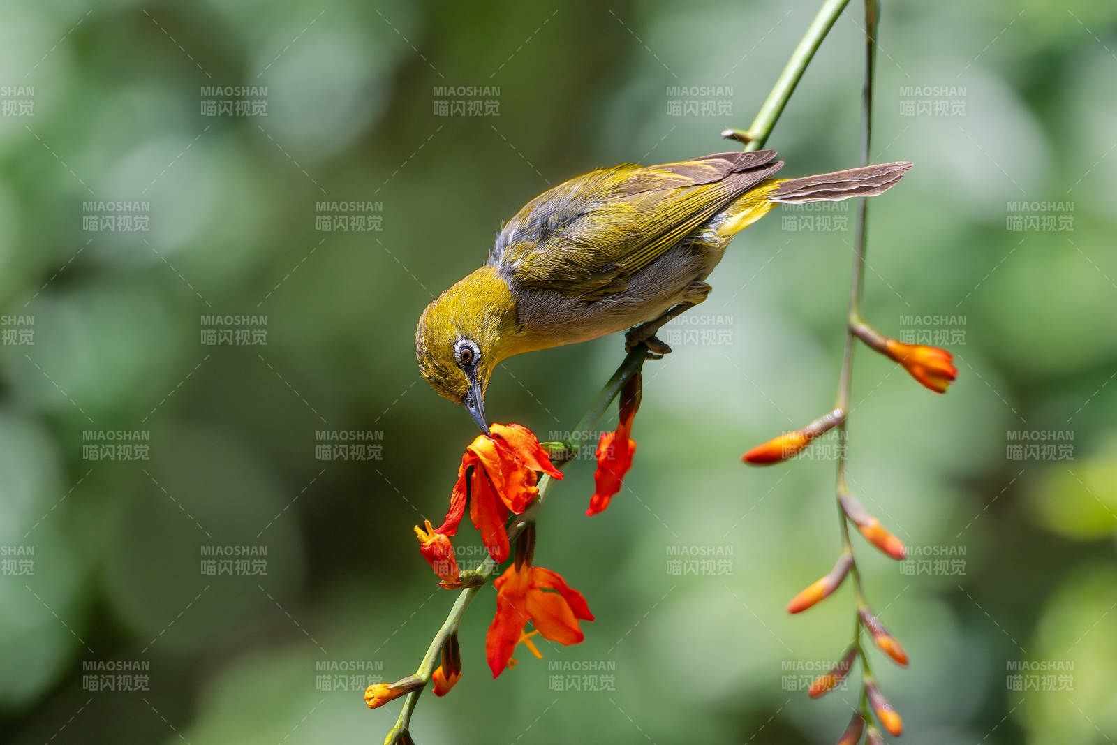 繡眼鳥采蜜花間舞