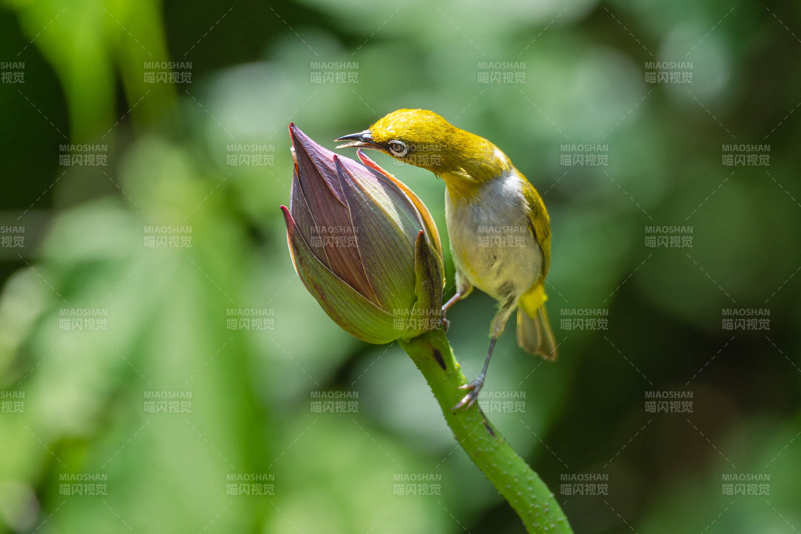 繡眼鳥探花蕾 綠意盎然