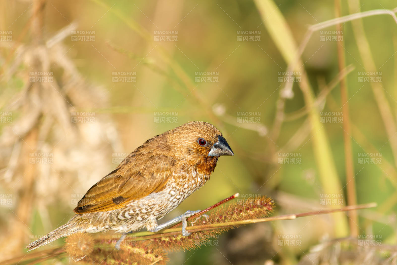 斑文鳥棲息于草叢中