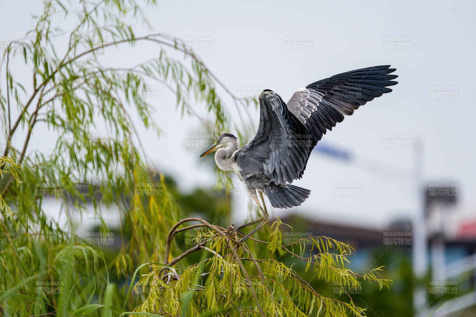 蒼鷺展翅棲枝頭