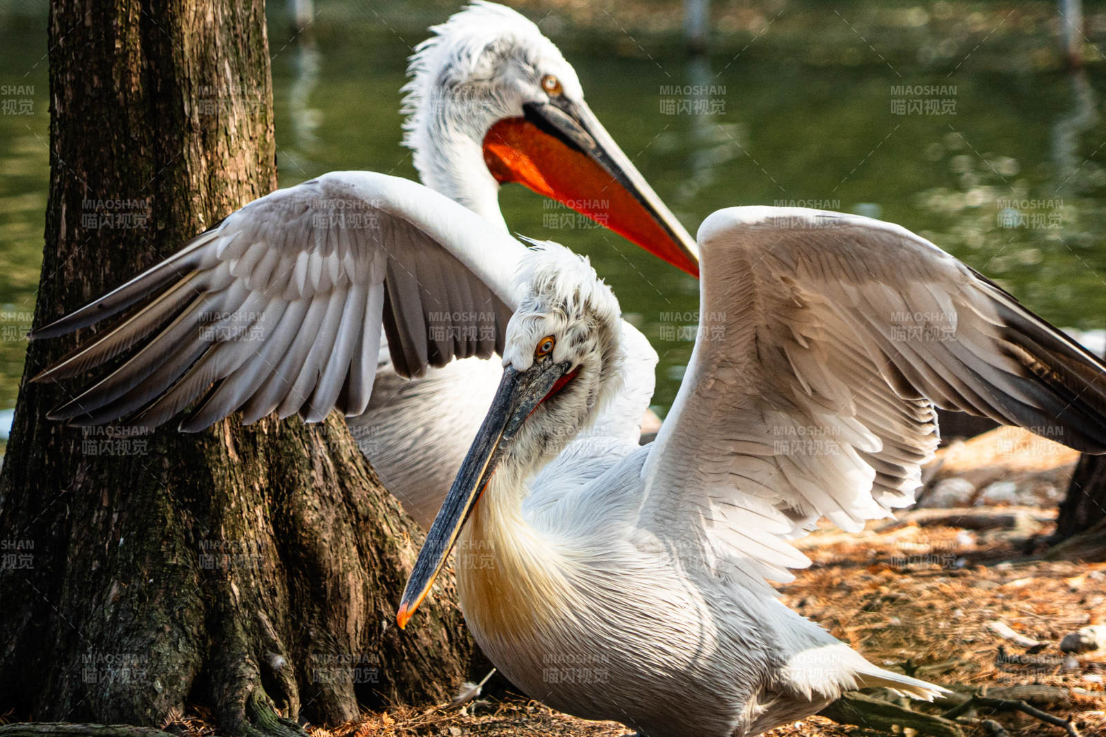 展翅鵜鶘 靜謐湖畔