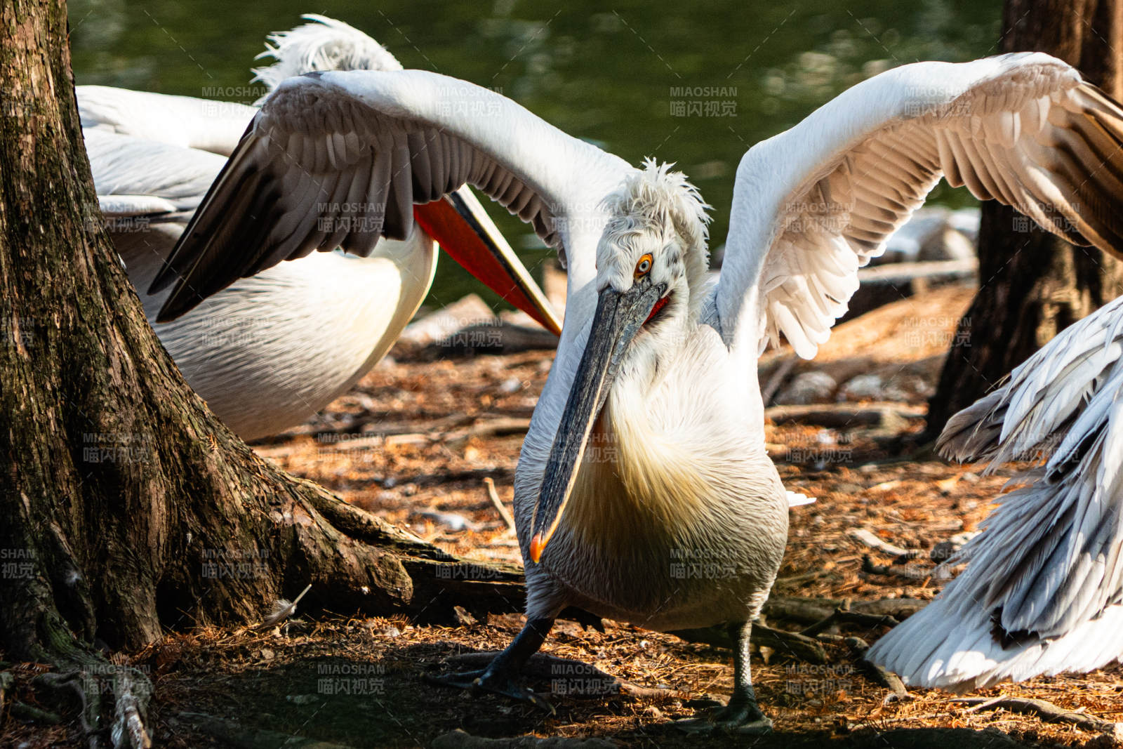 鵜鶘展翅 林間棲息