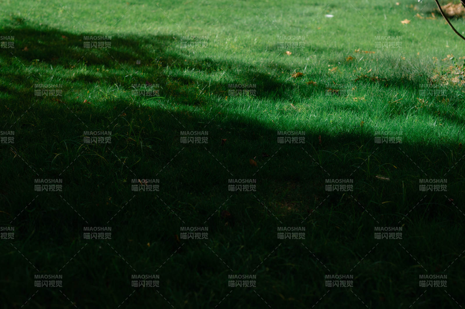 草地上的光影交错