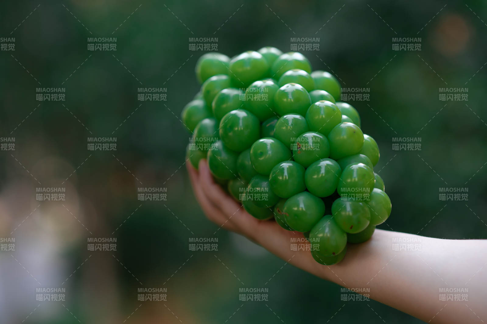手捧新鮮綠色葡萄