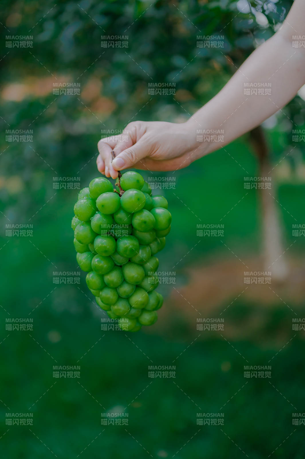 手握一串青葡萄