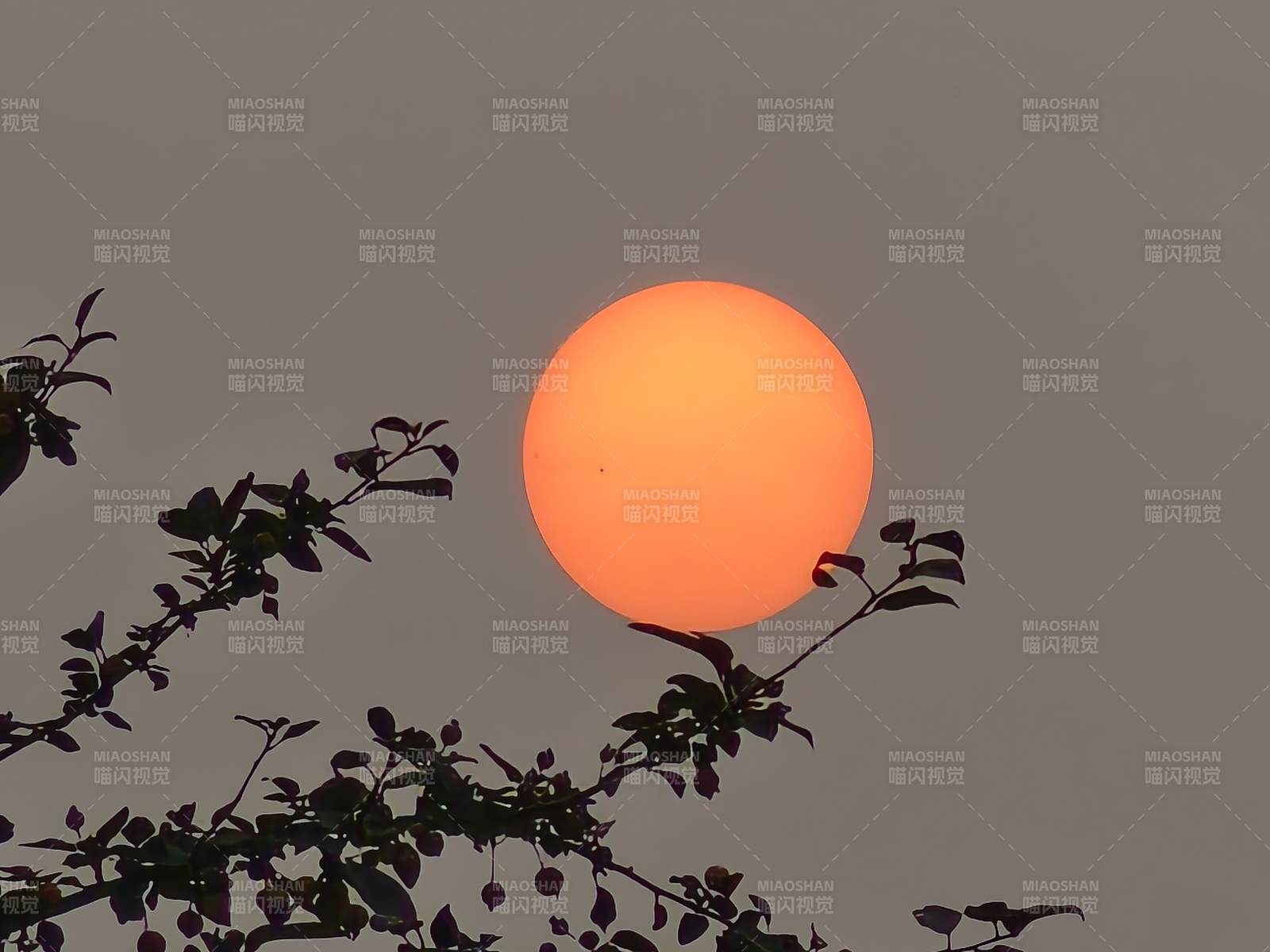 夕陽(yáng)透過(guò)樹枝的剪影