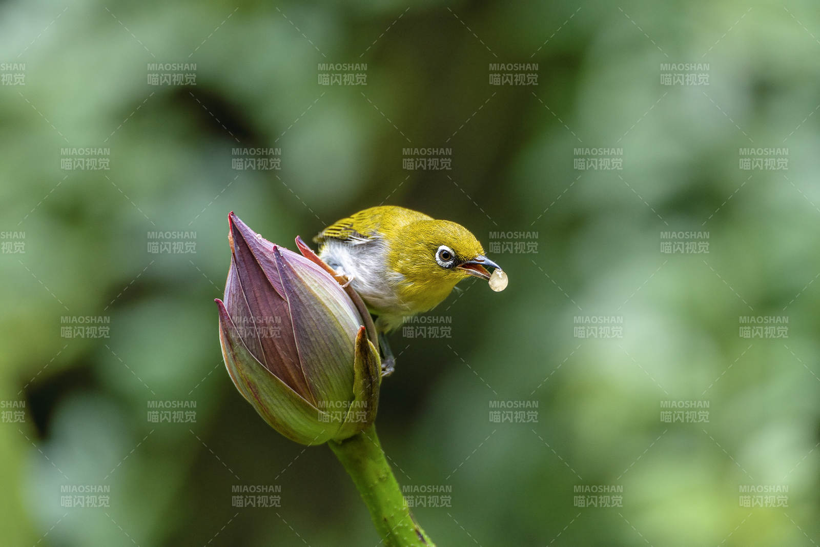 繡眼鳥棲息花蕾旁