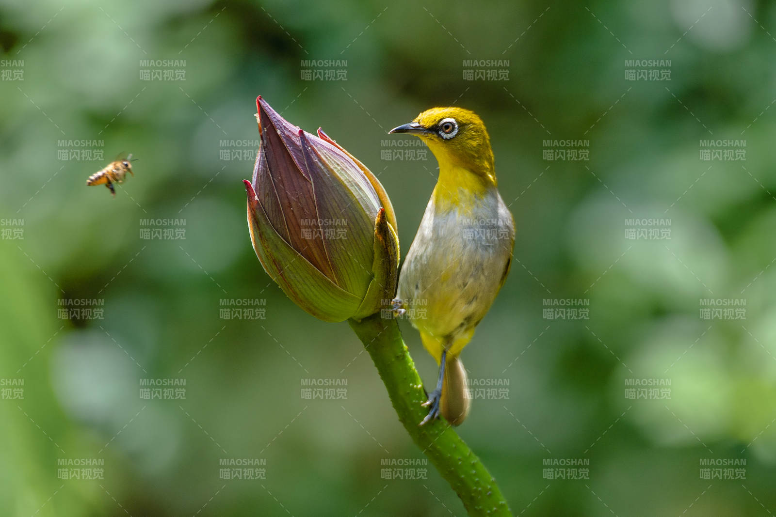 繡眼鳥與花蕾的邂逅
