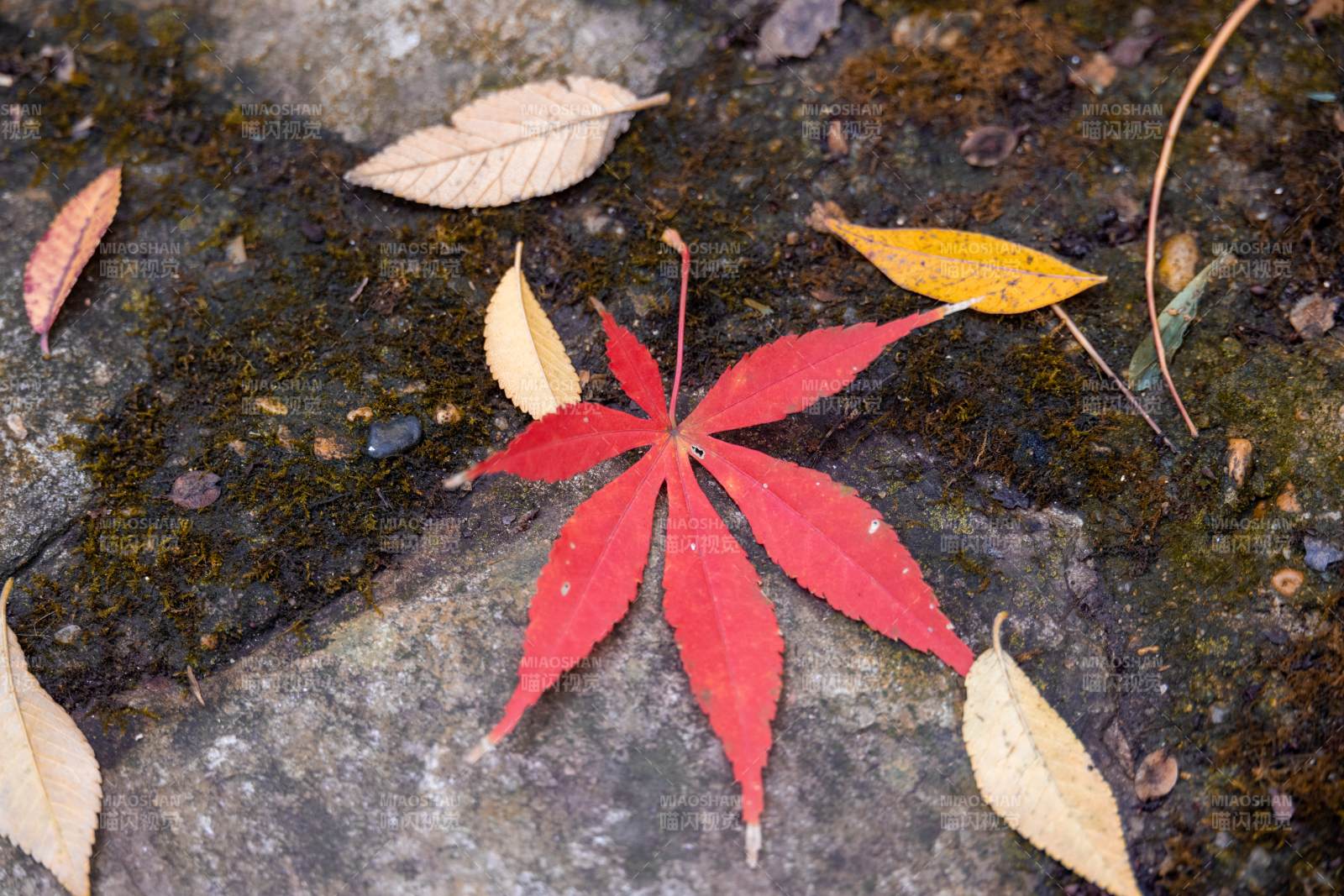 秋葉靜美 紅黃相映