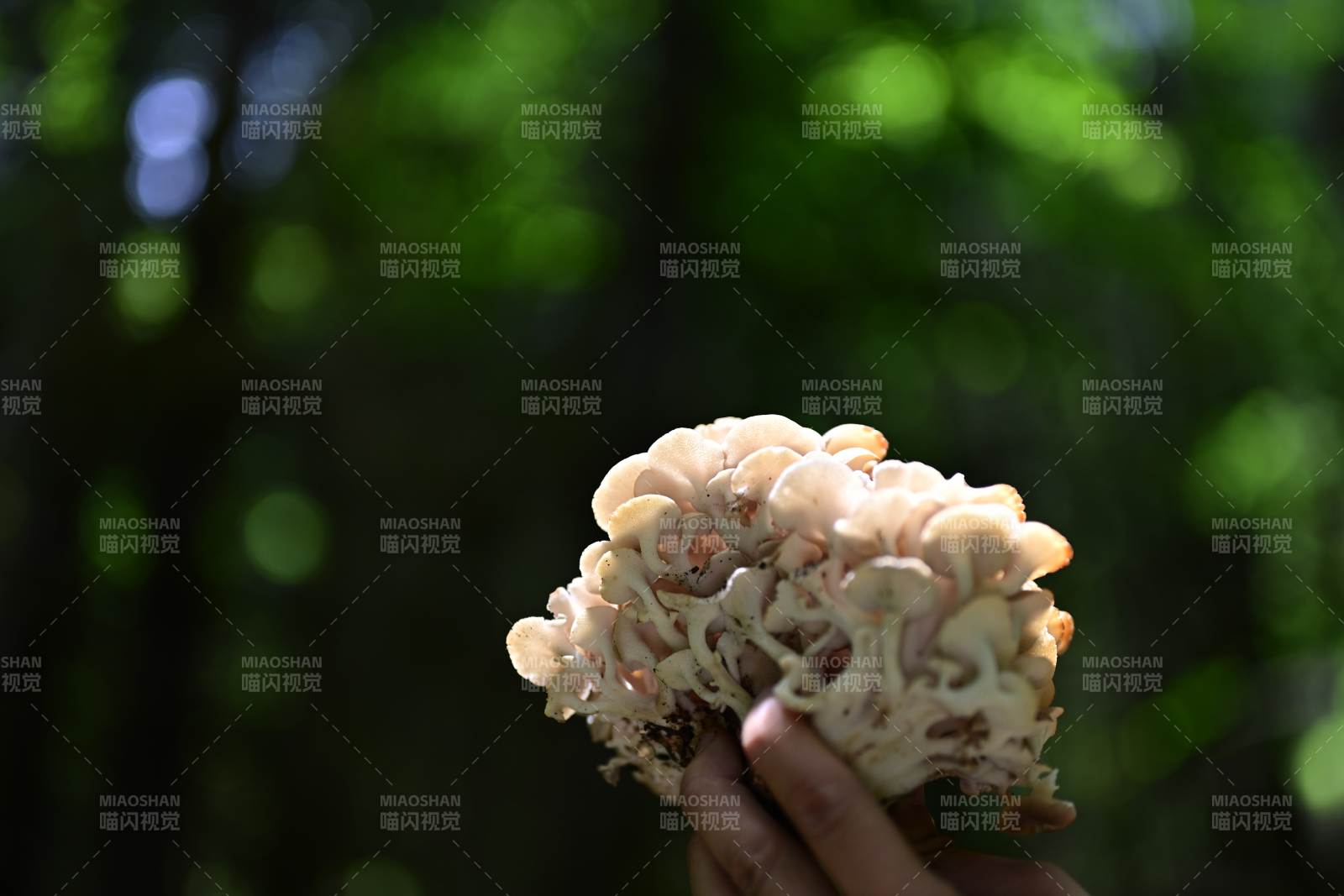 手捧森林中的蘑菇
