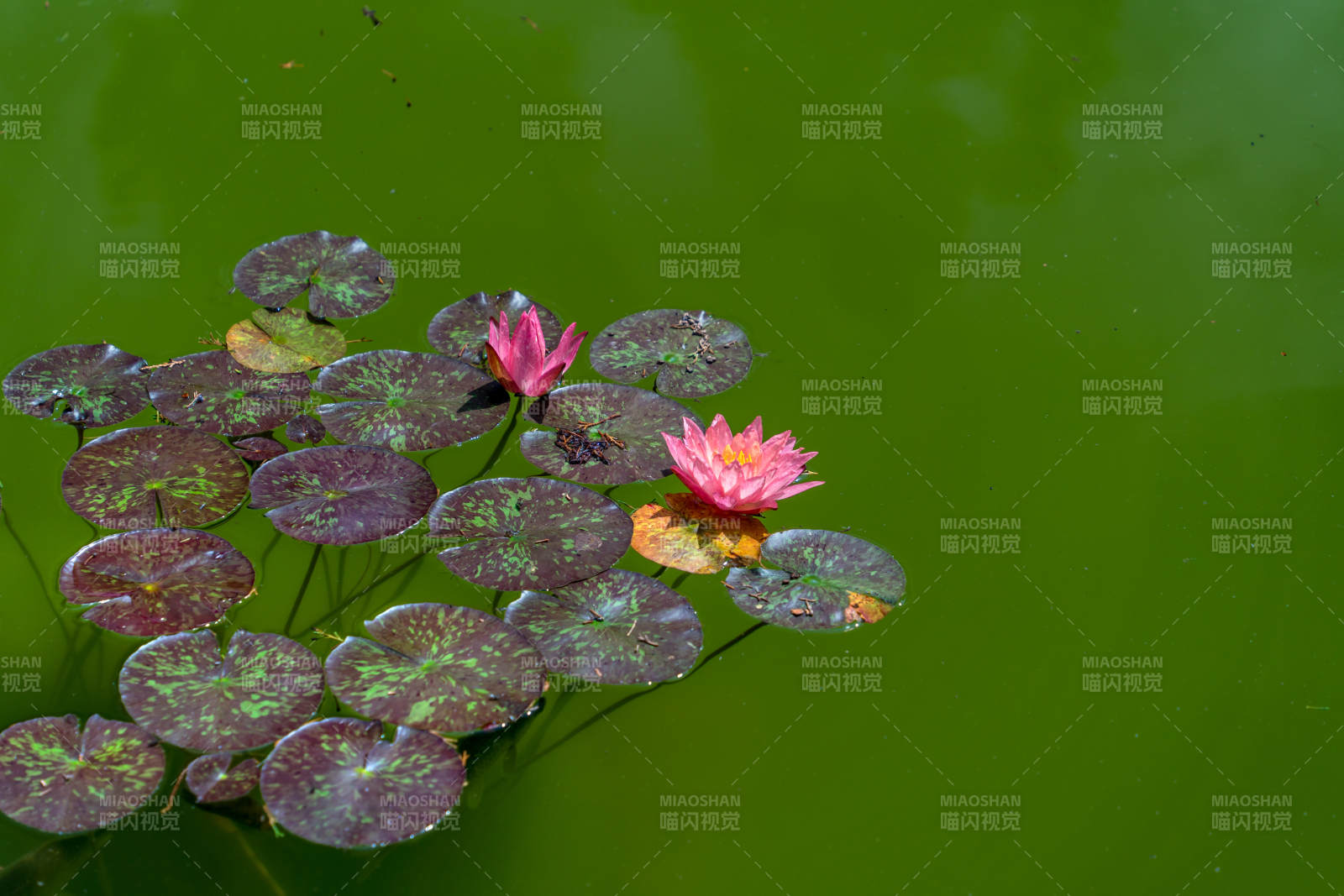 池塘中的莲花与荷叶