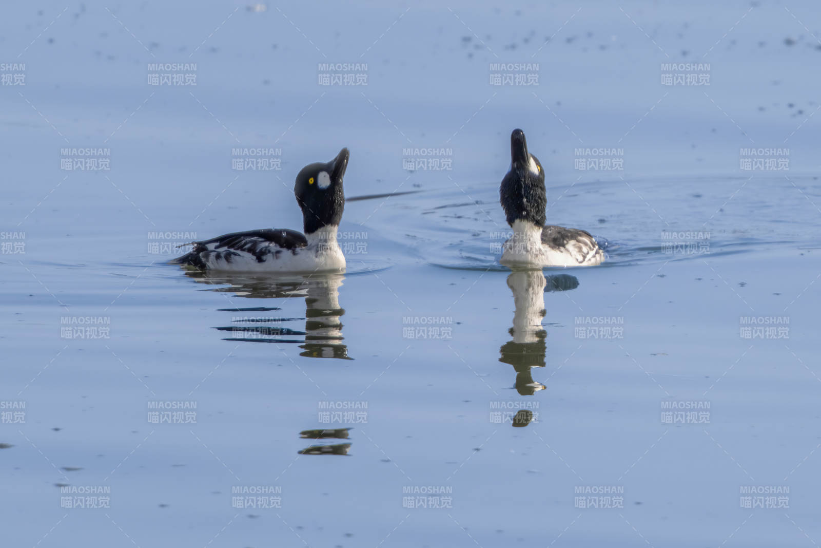 湖面双鸭戏水影