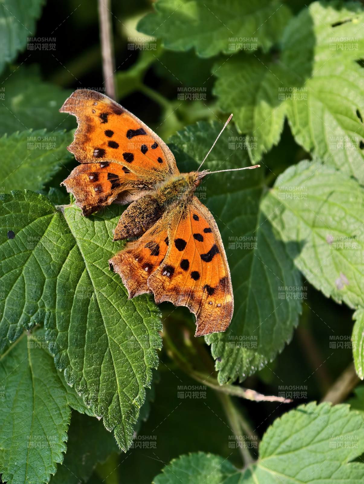橙色蝴蝶栖息绿叶间