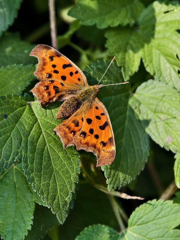 橙色蝴蝶栖息绿叶间