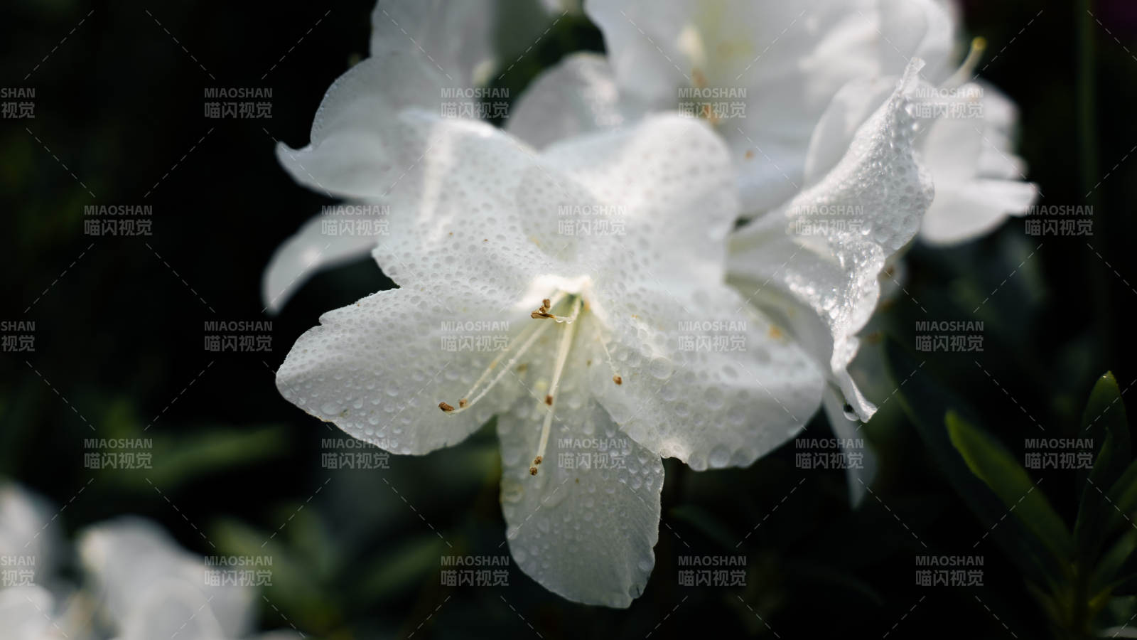 雨后白花 清新綻放
