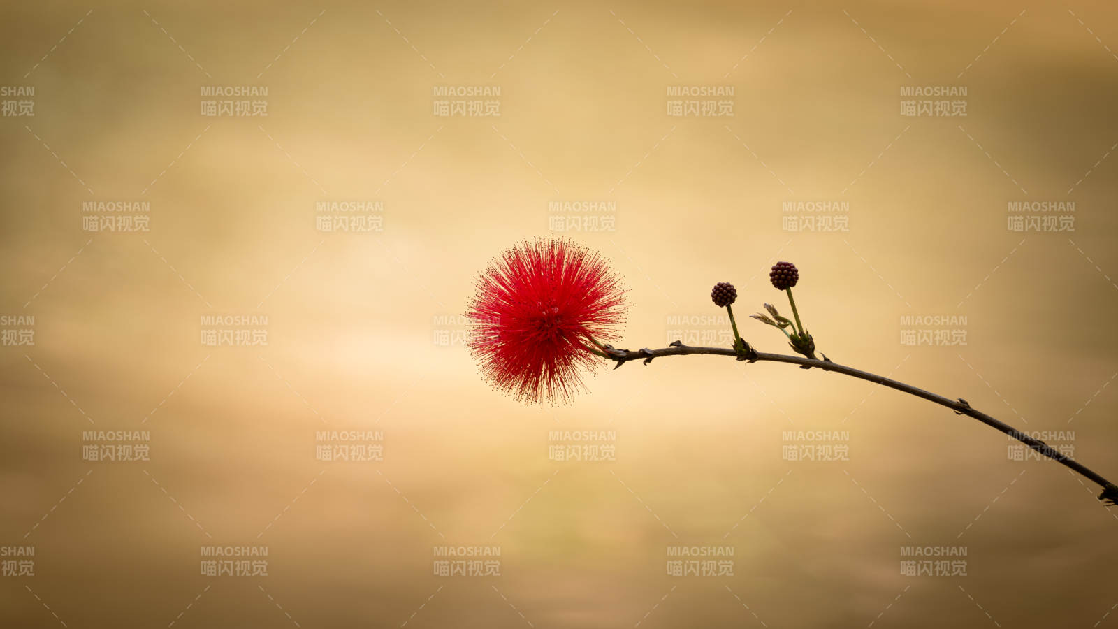 紅絨花的靜謐之美