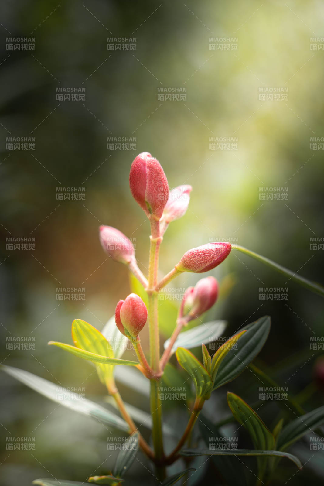 含苞待放的紅色花蕾
