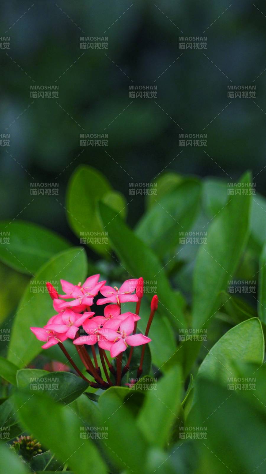 綠葉叢中的粉紅花朵