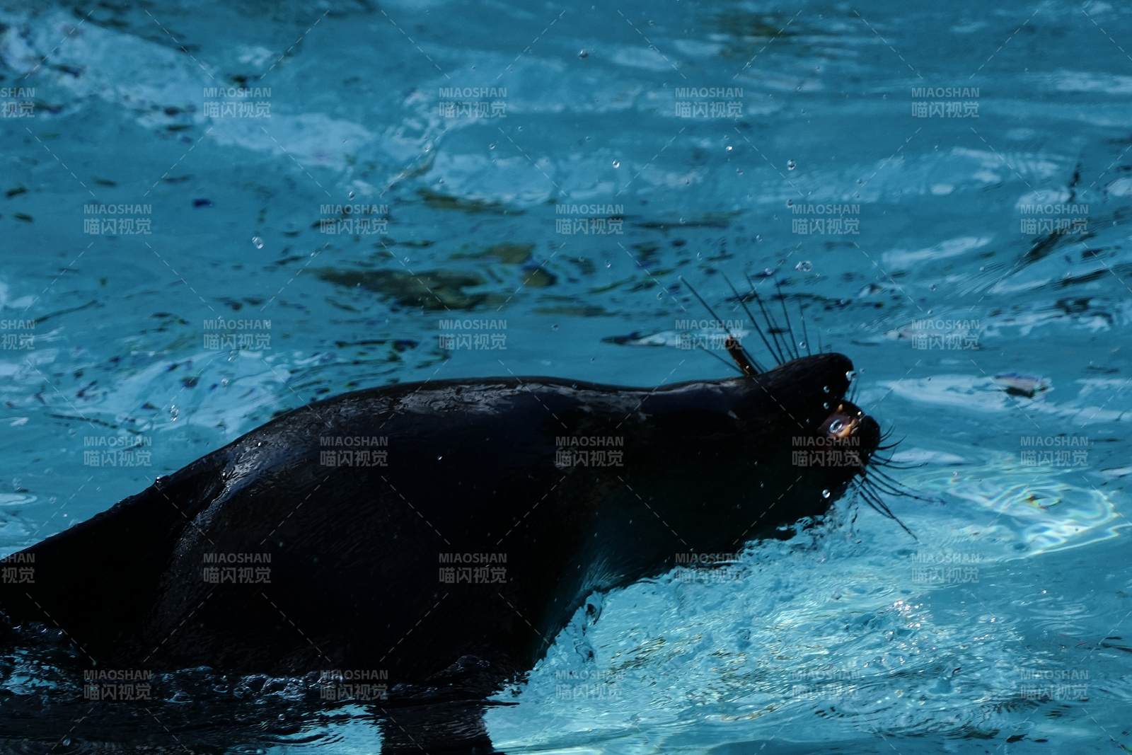海豹水中捕食瞬間