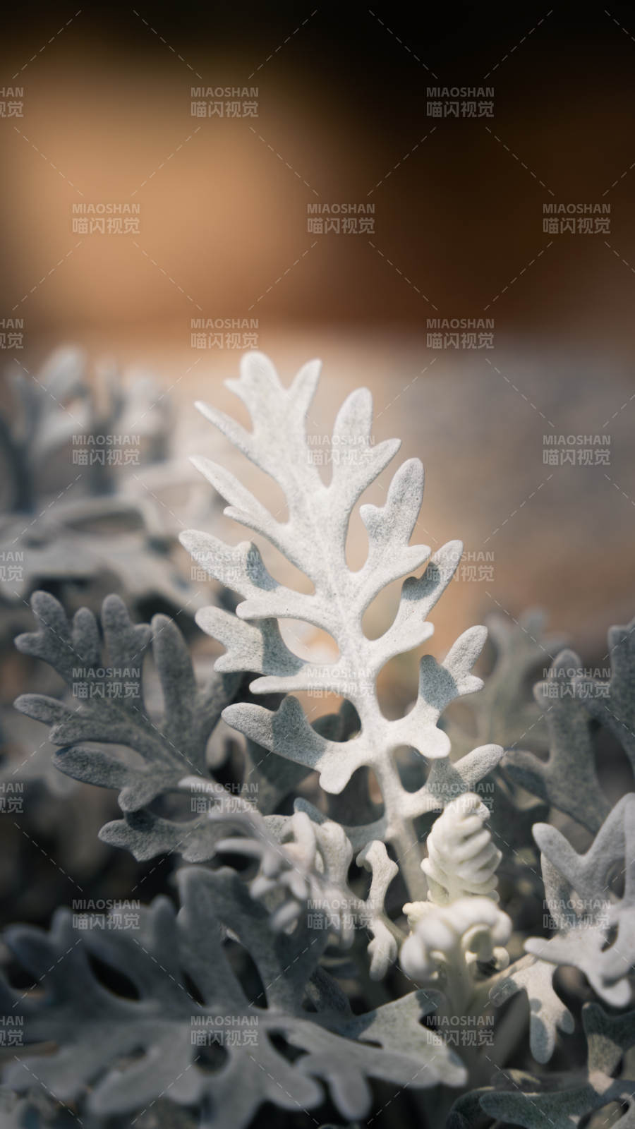 銀葉菊的細(xì)膩之美