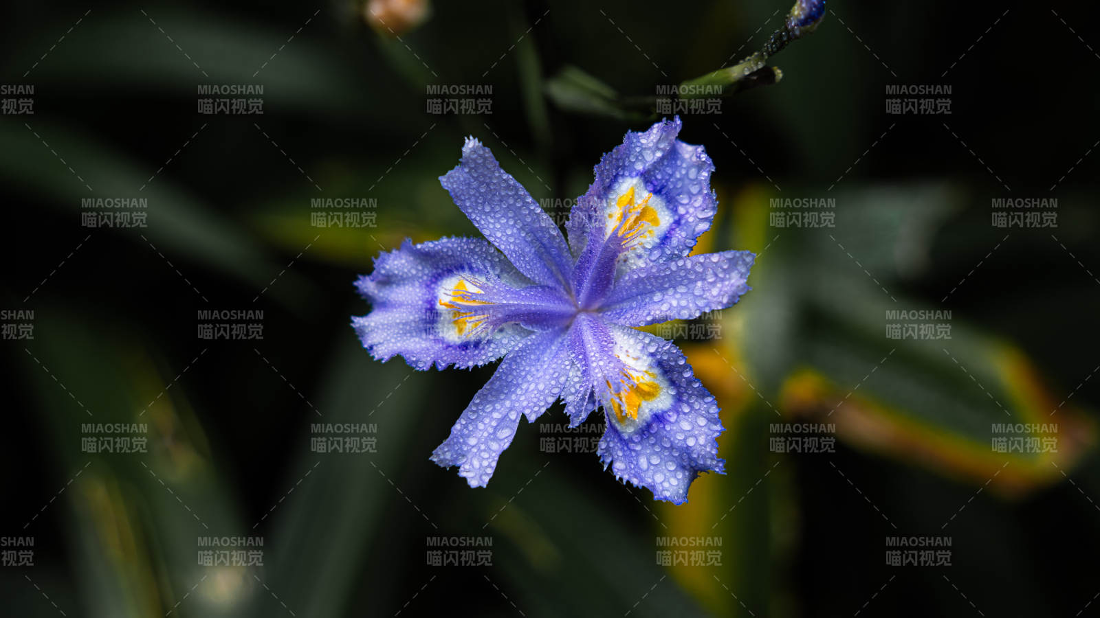 雨后紫花 清新綻放
